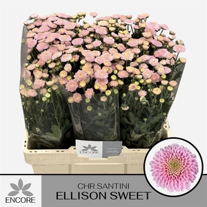 Chr S Ellison Sweet