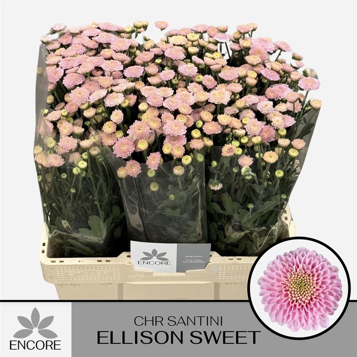 <h4>Chr S Ellison Sweet</h4>