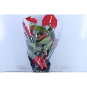 ANTHURIUM OREGON P17 VERMELHO PREMIUM