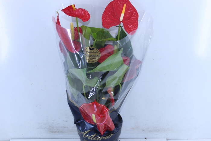 ANTHURIUM OREGON P17 VERMELHO PREMIUM