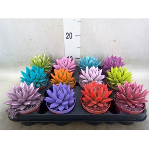 Echeveria  'Miranda'