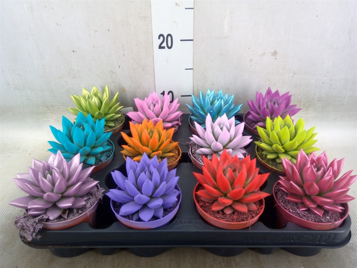 <h4>Echeveria  'Miranda'</h4>