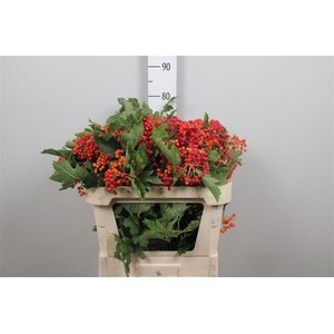 Viburnum Compactum Ex
