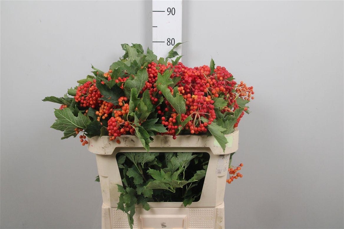 <h4>Viburnum Compactum Ex</h4>