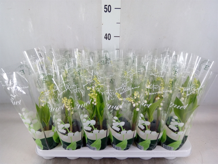 <h4>Convallaria majalis</h4>