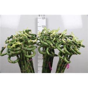 Drac Lucky Bamboo 100cm