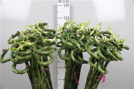 <h4>Drac Lucky Bamboo 100cm</h4>