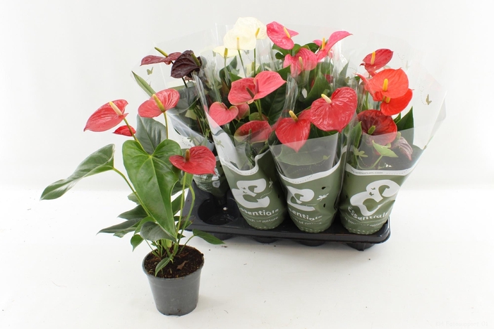 <h4>ANTHU AN GEM 4 KL</h4>