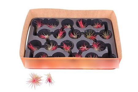 <h4>Tillandsia Ionantha</h4>
