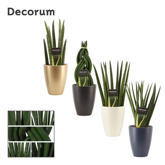 <h4>Sansevieria Cylindrica 12 cm mix in Carly (Neo Architect-coll.)</h4>