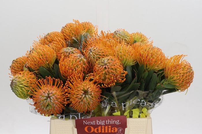 <h4>Nutans Soleil</h4>