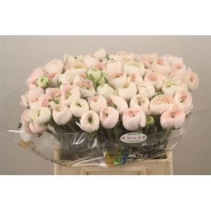 Ran.. Su Hanoi Extra X50