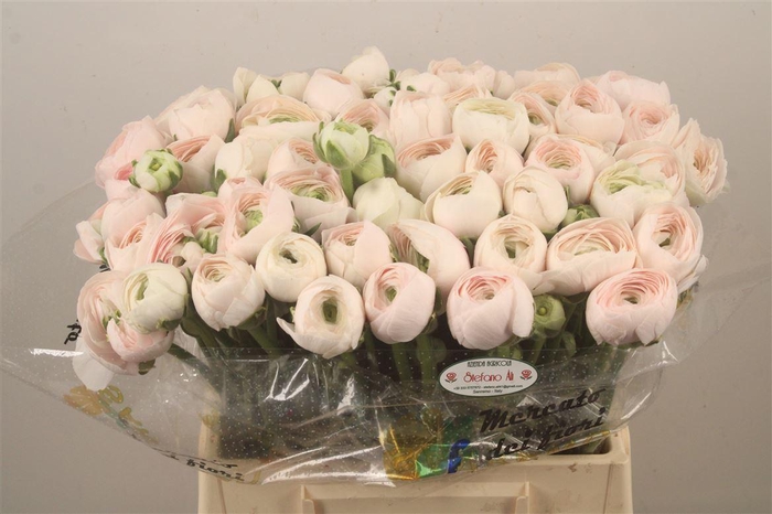 <h4>Ran.. Su Hanoi Extra X50</h4>