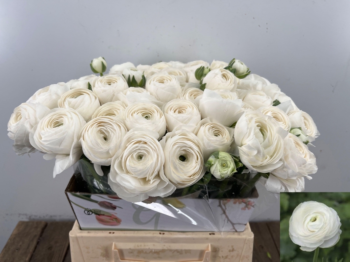 <h4>RANUNCULUS OV</h4>