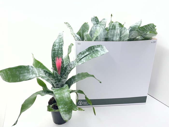 <h4>AECH FAS PRIMERA</h4>