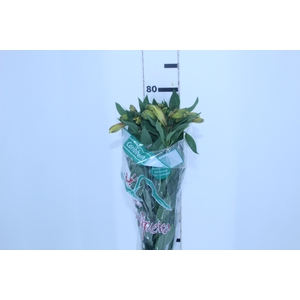 ALSTROEMERIA CARIBBEAN 080 CM