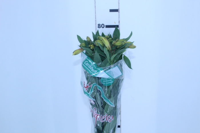 ALSTROEMERIA CARIBBEAN 080 CM