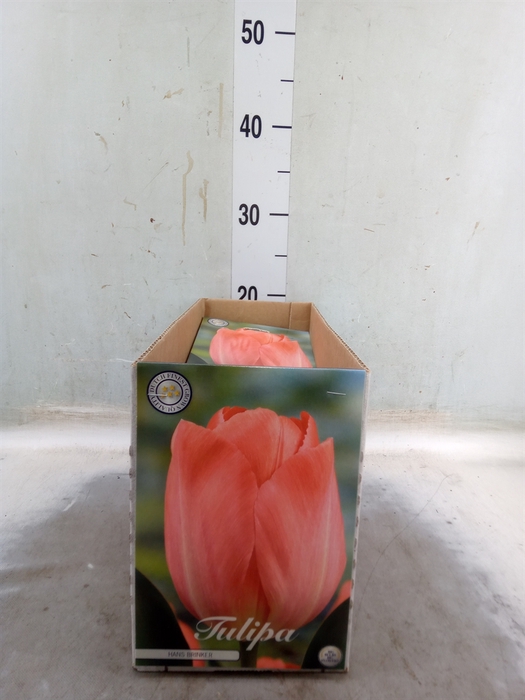 <h4>Tulipa   ...flowerbulbs</h4>