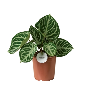 Anthurium blad