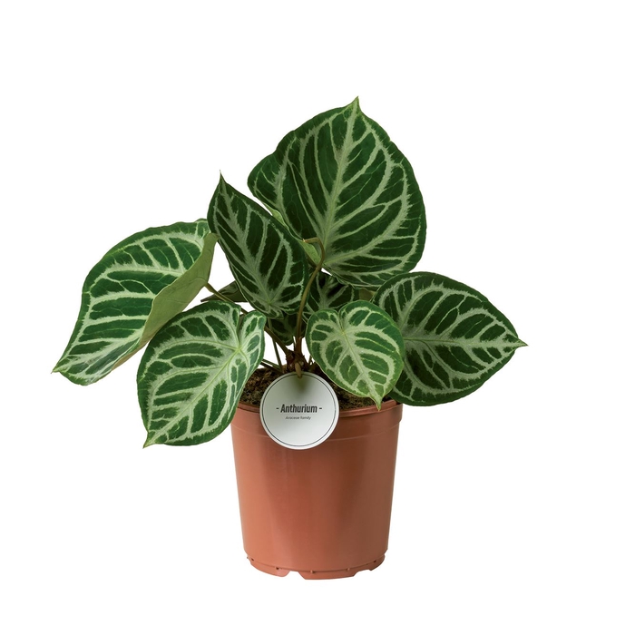 <h4>Anthurium blad</h4>