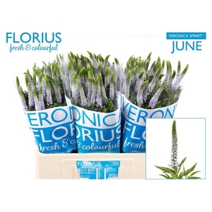 Veronica Smart June Florius