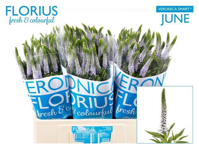 <h4>Veronica Smart June Florius</h4>