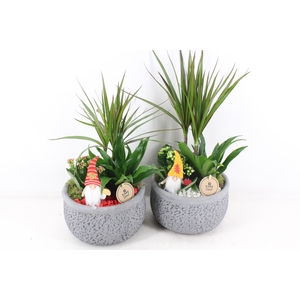 arr2 PL - Ker. barok dracena - rood/wit