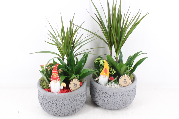 <h4>arr2 PL - Ker. barok dracena - rood/wit</h4>