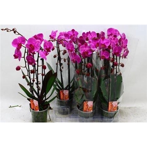 Phal El Cascade