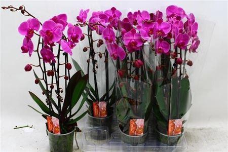 <h4>Phal El Cascade</h4>
