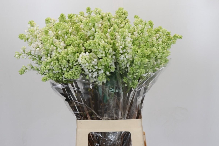 <h4>Syringa Vulg Madame Florent Stepman</h4>