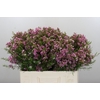Chamelaucium Kerryn