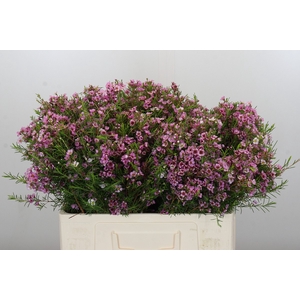 Chamelaucium Kerryn