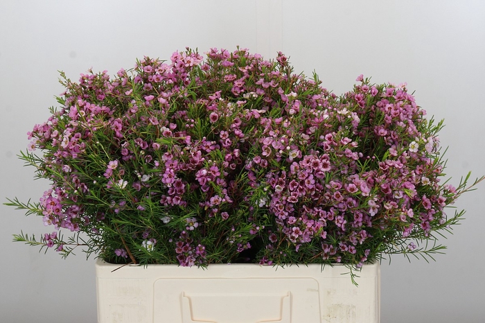 <h4>Chamelaucium Kerryn</h4>