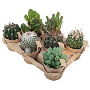 ECO POT Ø 10,5 -MIX CACTUS -IN ECO-FRIENDLY TRAY 8 PCS (CACTUS EN SUCCULENTEN)