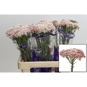 OZOTH COOKS TALL PIN