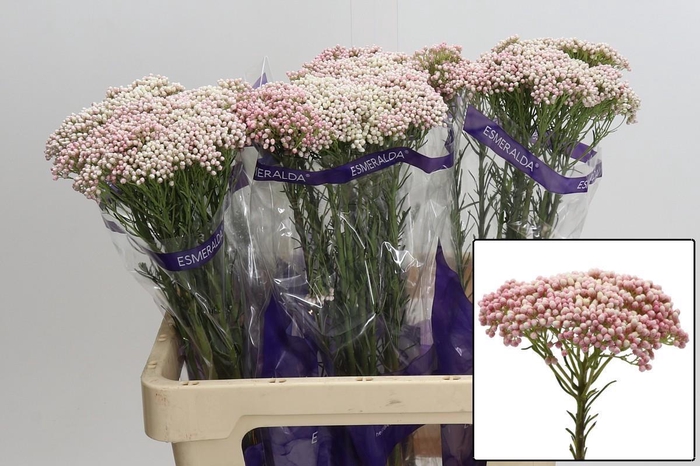 <h4>OZOTH COOKS TALL PIN</h4>