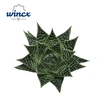 Aloe Norra Cutflower Wincx-8cm