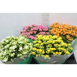 KALANCHOE DOBRADO C21