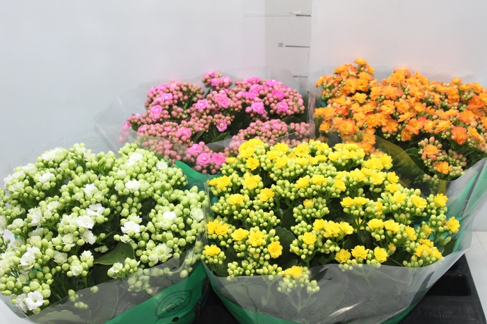 <h4>KALANCHOE DOBRADO C21</h4>