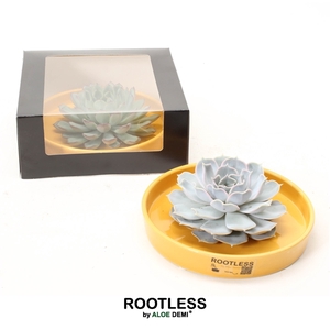 ROOTLESS Echeveria, Yellow bowl - black box