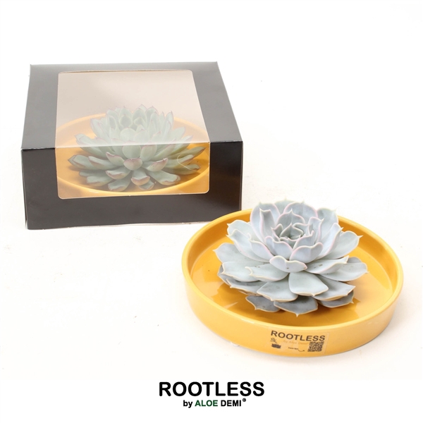 <h4>ROOTLESS Echeveria, Yellow bowl - black box</h4>