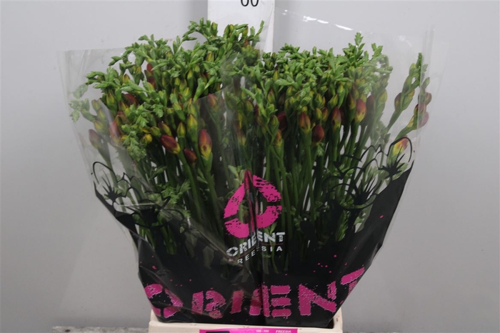 <h4>Fr Du Mandarine</h4>