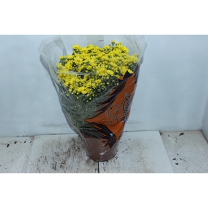 CRISANTEMO BOLA BELGA P20 AMARELO