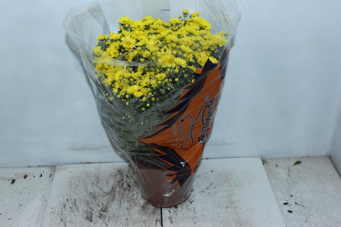 <h4>CRISANTEMO BOLA BELGA P20 AMARELO</h4>
