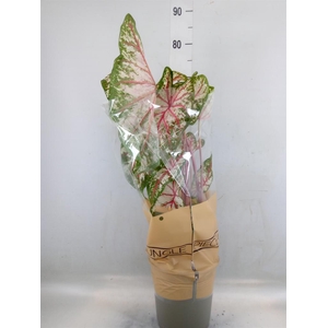 Caladium   ...