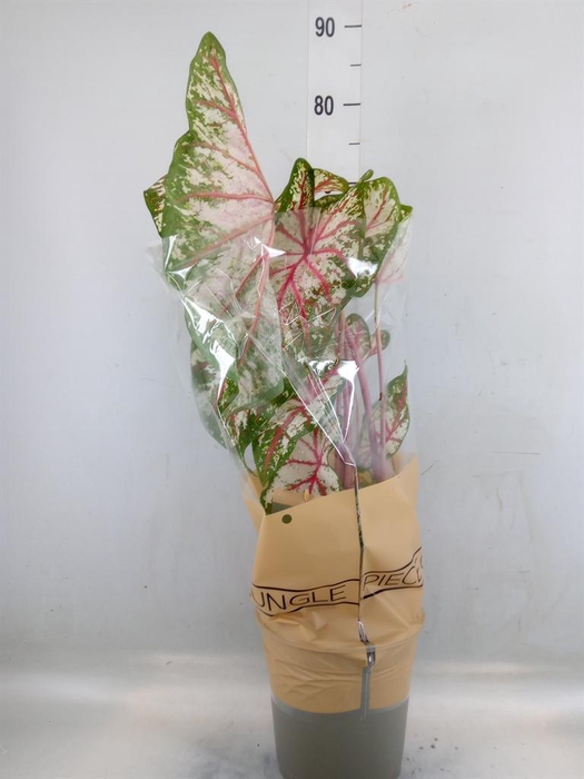 <h4>Caladium   ...</h4>