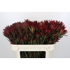 Leucadendron Blush Spray