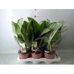 Aglaonema  'Silver Bay'
