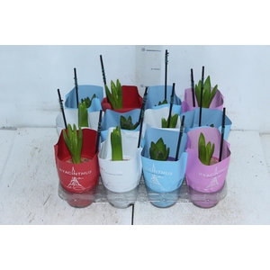 HYACINTHUS P09